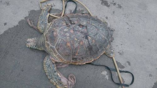 Quảng Ninh: Rùa biển quý hiếm bị rao bán trên quốc lộ