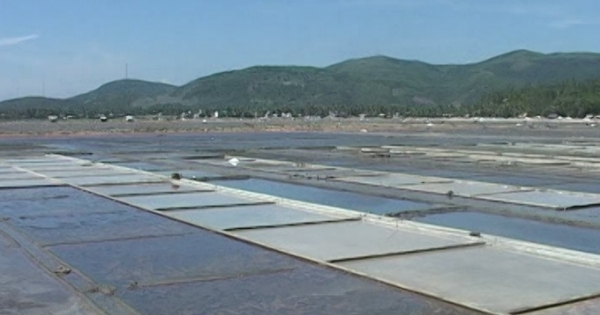 Quảng Ngãi: Muối rớt giá, hàng chục hecta ruộng muối bị bỏ hoang