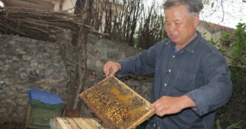 Sản xuất sữa ong chúa sạch thu nhập hàng trăm triệu đồng mỗi năm