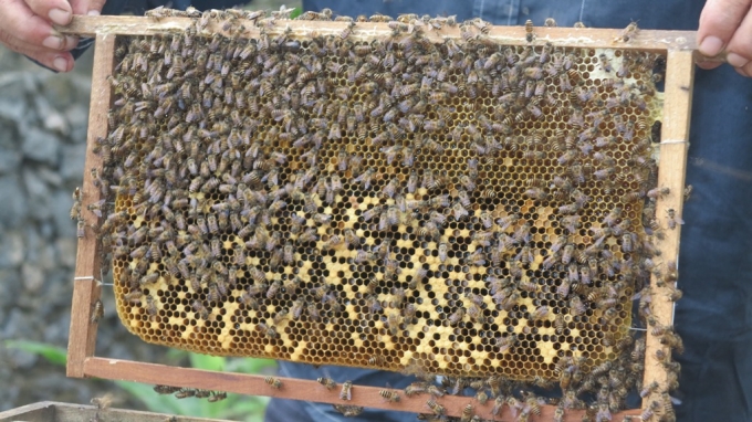 Ngo&agrave;i ra &ocirc;ng Ấn c&ograve;n c&oacute; hơn 50 đ&agrave;n ong lấy mật với sản lượng khoảng 200 l&iacute;t / 1 năm.