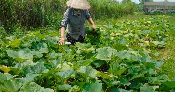 Hà Nam: Nông dân sản xuất rau hữu cơ an toàn tiêu chuẩn quốc tế