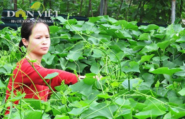 Su su Tam Đảo, 1 trong 69 địa chỉ xanh được chứng nhận đầu ti&ecirc;n. Ảnh:&nbsp;Trần Quang