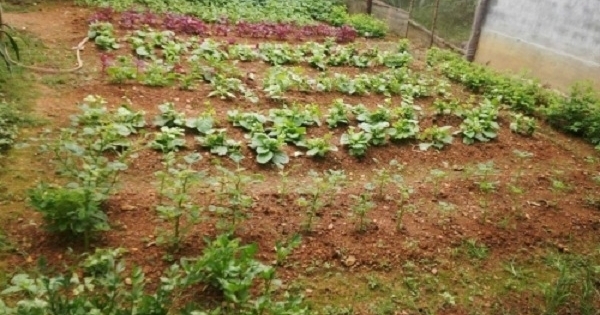 Ngại thực phẩm bẩn, người thành phố "mạnh tay" thuê đất trồng rau