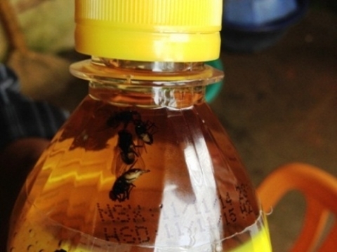 5 con ruồi xuất hiện trong chai C2 ngay cả khi người d&ugrave;ng chưa mở nắp.