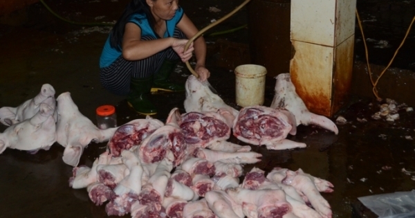 Nghệ An: Phát hiện lò mổ lợn cung cấp thịt nhiễm chất tạo nạc