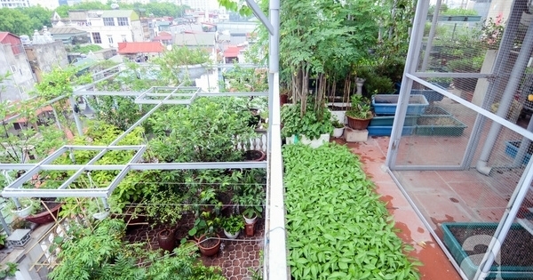 Mê mẩn với khu vườn xanh mướt gần 100m² trên sân thượng ở Ba Đình, Hà Nội