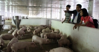 Cấm nuôi gà lợn trong thành phố là ngăn chặn nguồn thực phẩm sạch?