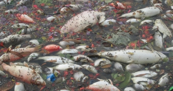 Nam Định: Cá chết hàng loạt tại hồ Truyền Thống