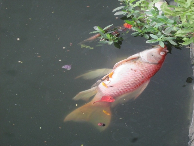 Nam Định: C&aacute; chết h&agrave;ng loạt tại hồ Truyền Thống
