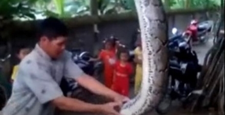 Nghệ An: Người dân thất thần thấy con trăn đang ngậm con dê 10kg