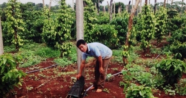 Đắk Lắk: Người dân thiệt hại hàng chục triệu đồng vì nạn trộm dây tiêu