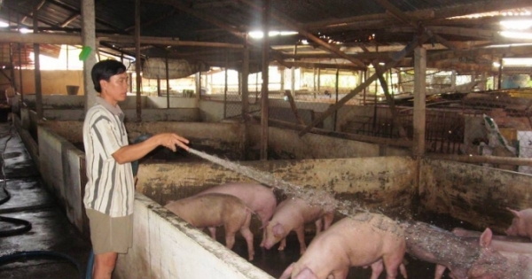 Hà Nam: 60% dân Ngọc Lũ ‘khốn’ vì nuôi lợn