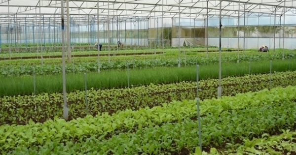 Nông dân chính hiệu trồng rau sạch trong nhà kính