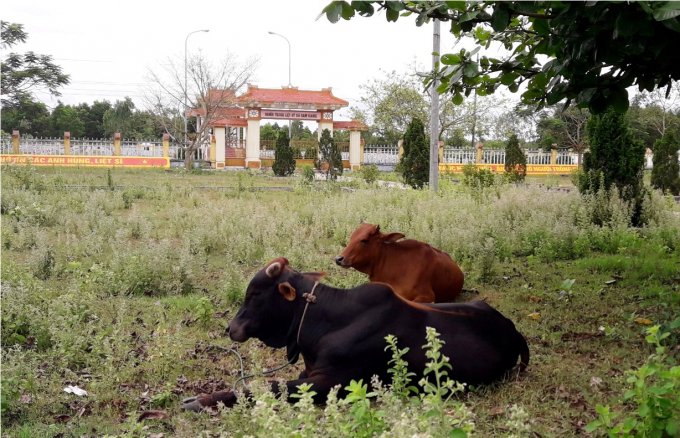 Những khoảng đất trống trước NTLS Cam Giang trở th&agrave;nh nơi chăn thả b&ograve; của người d&acirc;n địa phương.