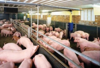 Giá lợn hơi tăng 5.000-7.000 đồng/kg