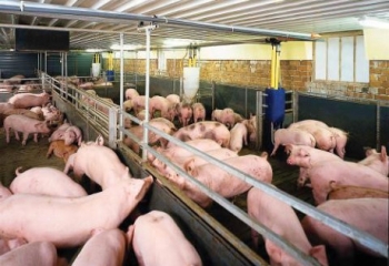 Kinh tế 24h: Giá lợn hơi tăng 5000 - 7000 đồng/kg