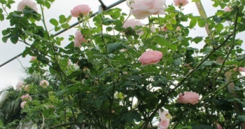 Ngỡ ngàng vườn hồng cổ 2 vạn gốc quý hiếm bậc nhất Hà Nội