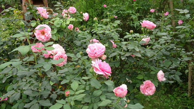 Hoa hồng Minh Khu&ecirc; c&oacute; xuất xứ từ Ph&aacute;p, đ&acirc;y l&agrave; loại hồng sở hữu k&iacute;ch thước b&ocirc;ng thuộc loại