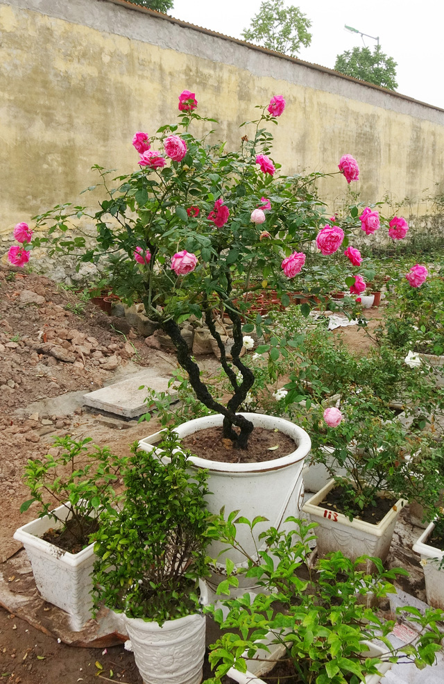 Một c&acirc;y hồng cổ Sapa bonsai c&oacute; gi&aacute; trị đắt đỏ được đ&aacute;nh gi&aacute; l&agrave; hiếm c&oacute; tại vườn &ocirc;ng Đ&agrave;o Mạnh H&ugrave;ng.