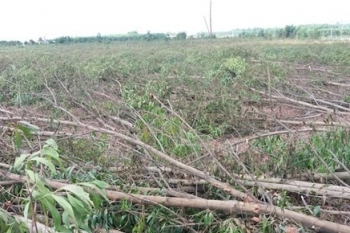 Đồng Nai: Lộ diện "thủ phạm" đốn hạ hơn 10ha rừng tràm trong một đêm