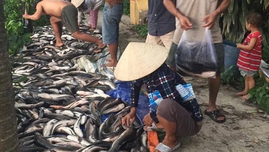 Kiên Giang: Điều tra vụ cá lóc chết nghi bị đổ thuốc sâu đầu độc