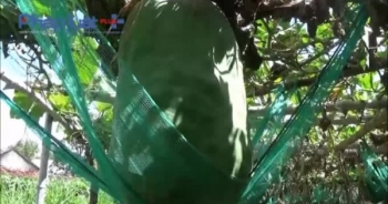 Clip: Thăm vườn bí đao "khổng lồ" độc nhất vô nhị tại Việt Nam