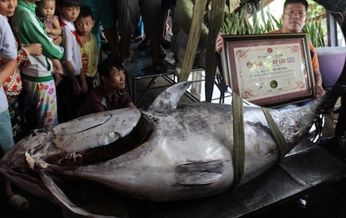 Cá ngừ vây xanh "khủng" chưa từng thấy lập kỷ lục VN