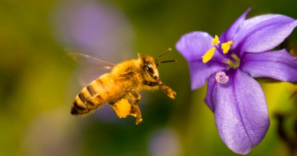 Số phận kỳ lạ của loài ong