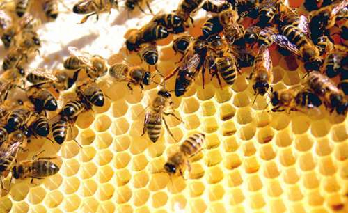 Chuyện không mới của mấy con ong