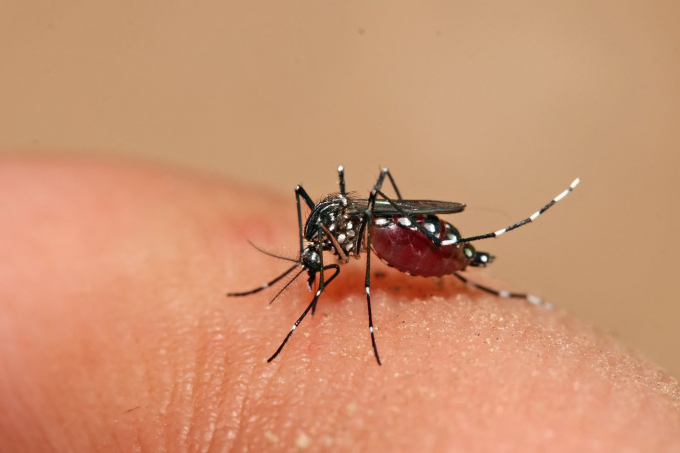 Muỗi l&agrave; vật trung gian truyền bệnh sốt xuất huyết. Ảnh: minh họa.