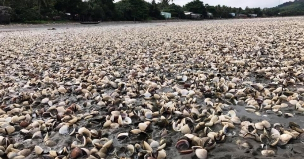Những thông tin mới nhất xung quanh việc hải sản chết bất thường ở Kiên Giang