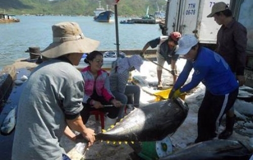 Cá ngừ Việt Nam được xuất khẩu sang gần 140 nước