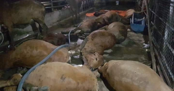Vĩnh Phúc: Người dân tá hỏa khi phát hiện 17 con bò chết bất thường