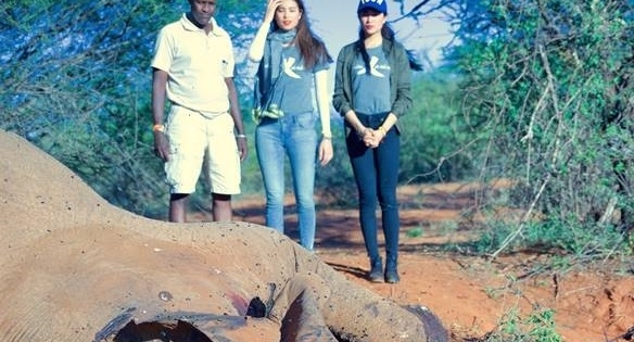Phạm Hương và Lệ Hằng xúc động khi thấy voi bị giết hại dã man ở Kenya