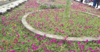 Quảng Xương: Những con đường hoa đẹp như mơ