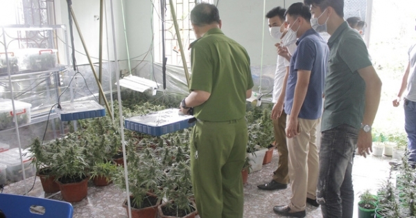 Hải Phòng: Thành viên "Hội thánh Đức Chúa Trời" trồng gần 1.000 cây nghi cần sa