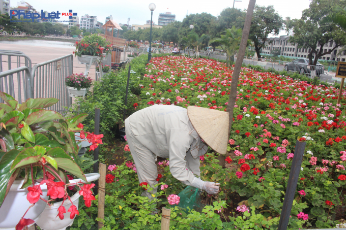 Vườn hoa cũng đang nhanh ch&oacute;ng được h&igrave;nh th&agrave;nh, tạo th&agrave;nh điểm nhấn cho khu vực phố đi bộ Trịnh C&ocirc;ng Sơn.