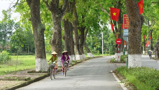 Con đường xanh mướt b&oacute;ng c&acirc;y dẫn về L&agrave;ng Sen (Kim Li&ecirc;n, Nam Đ&agrave;n, Nghệ An)