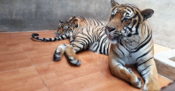 Lâm Đồng: Làm rõ việc du khách nước ngoài "tố" Khu du lịch thác Prenn ngược đãi thú hoang dã