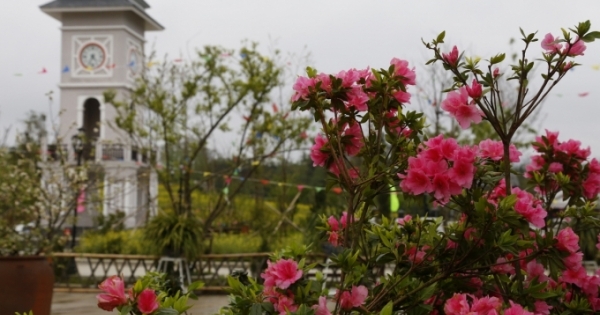 Tận mắt ngắm mùa hoa tràn về Fansipan