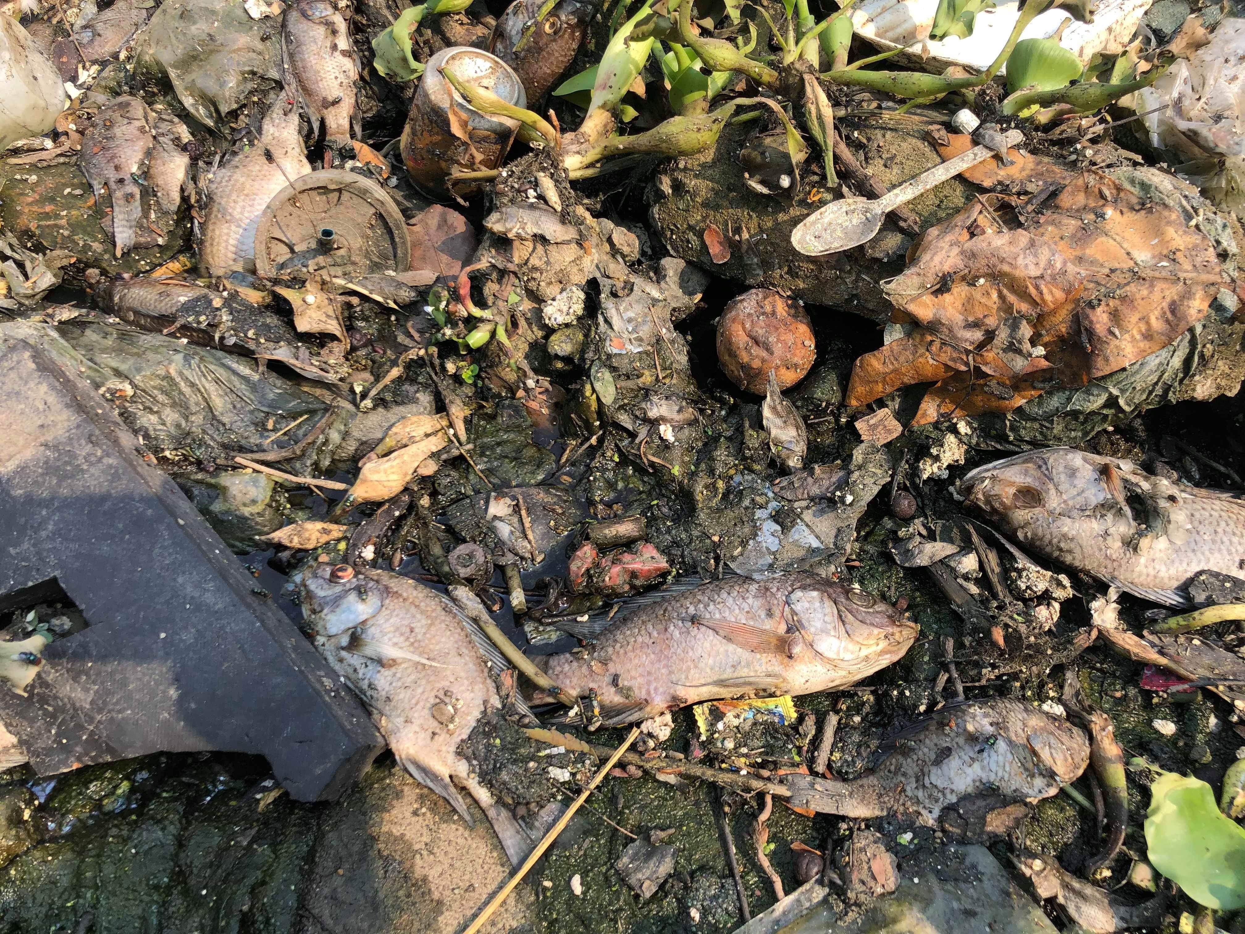 Cá chết, rác thải lại nổi đầy các kênh nước ở Đà Nẵng - 2
