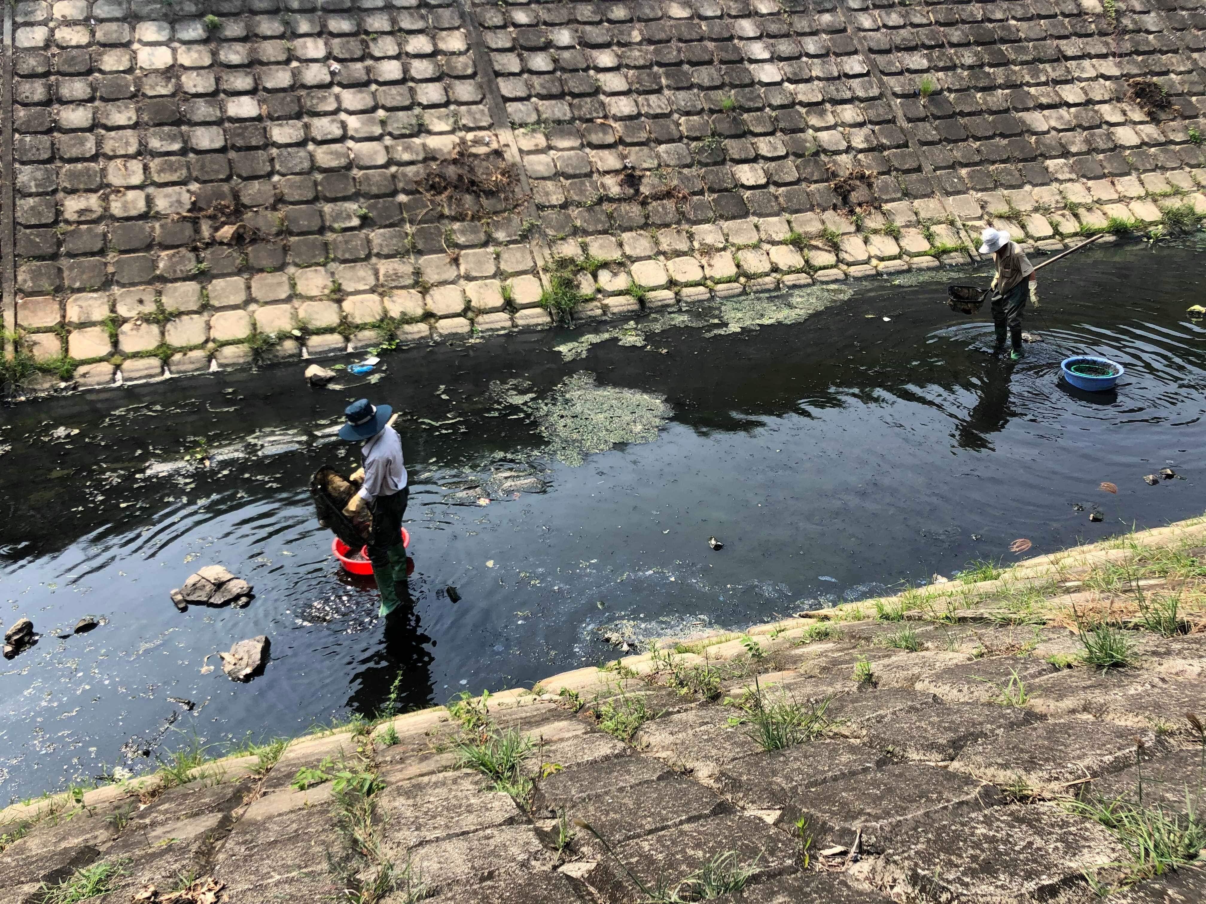 Cá chết, rác thải lại nổi đầy các kênh nước ở Đà Nẵng - 4