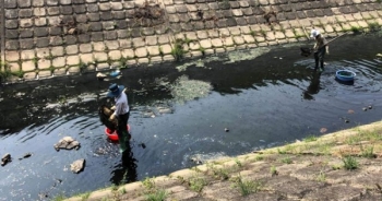 Cá chết, rác thải lại nổi đầy các kênh nước ở Đà Nẵng