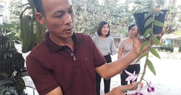 Mẩu phong lan siêu lạ ở Thái Nguyên giá 9 triệu một cm