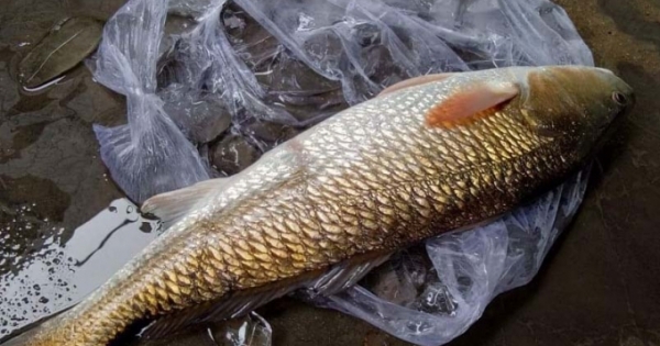 Khánh Hòa: Bắt được cá sủ vàng quý hiếm trong lúc đi biển