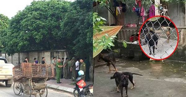 Đàn chó cắn bé trai 7 tuổi ở Hưng Yên bị công an bắt giữ.