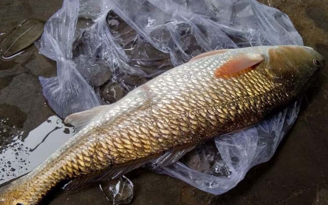 Khánh Hòa: Bắt được cá sủ vàng quý hiếm trong lúc đi biển