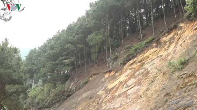 Khi những đồi thông trơ trụi, nguy cơ sạt lở đường lên Mẫu Sơn khi mùa mưa lũ là rất lớn.