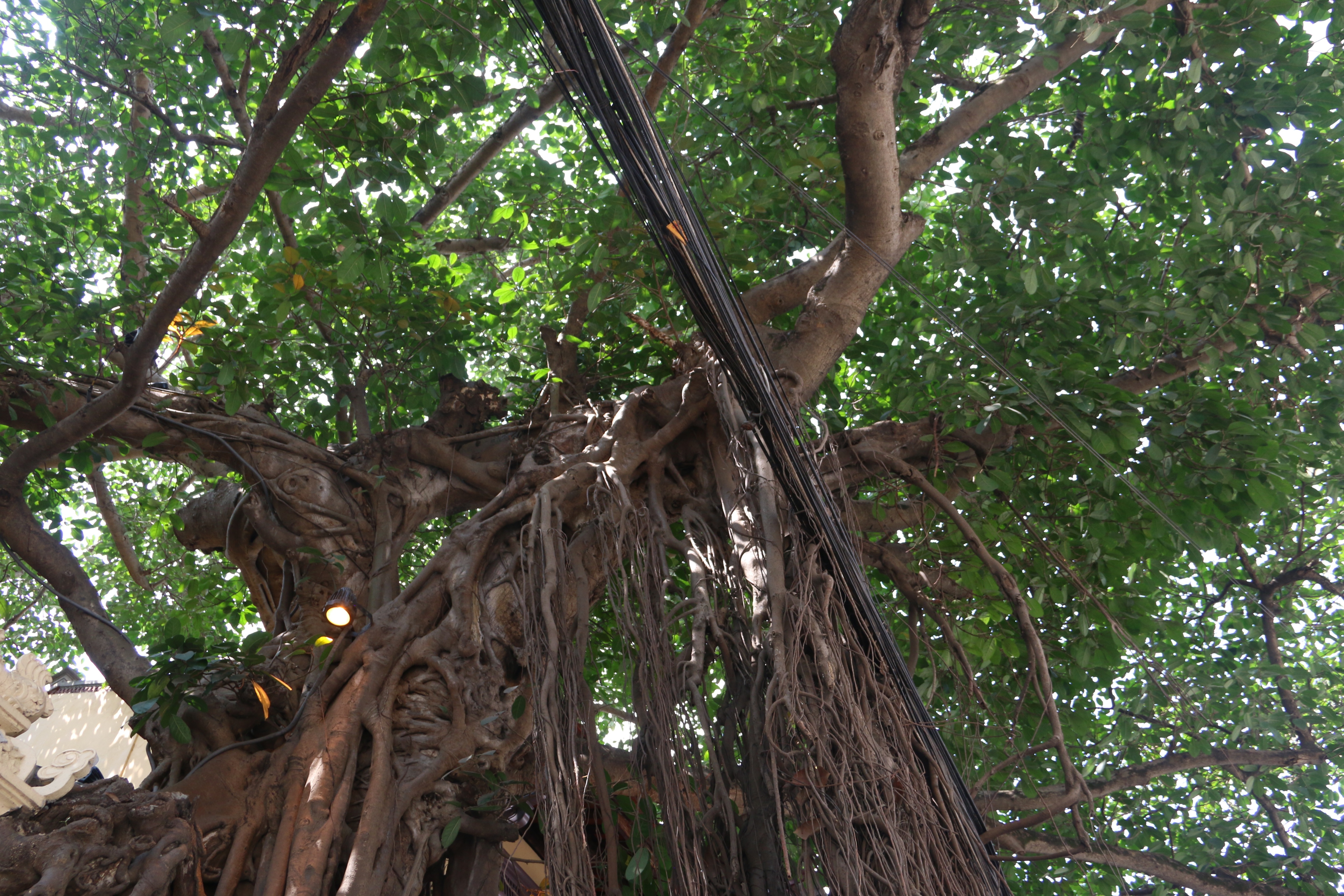 Kỳ lạ cây đa trăm tuổi với bộ rễ “khổng lồ”, chuyển màu trắng mỗi khi trời mưa ở Hà Nội - 3