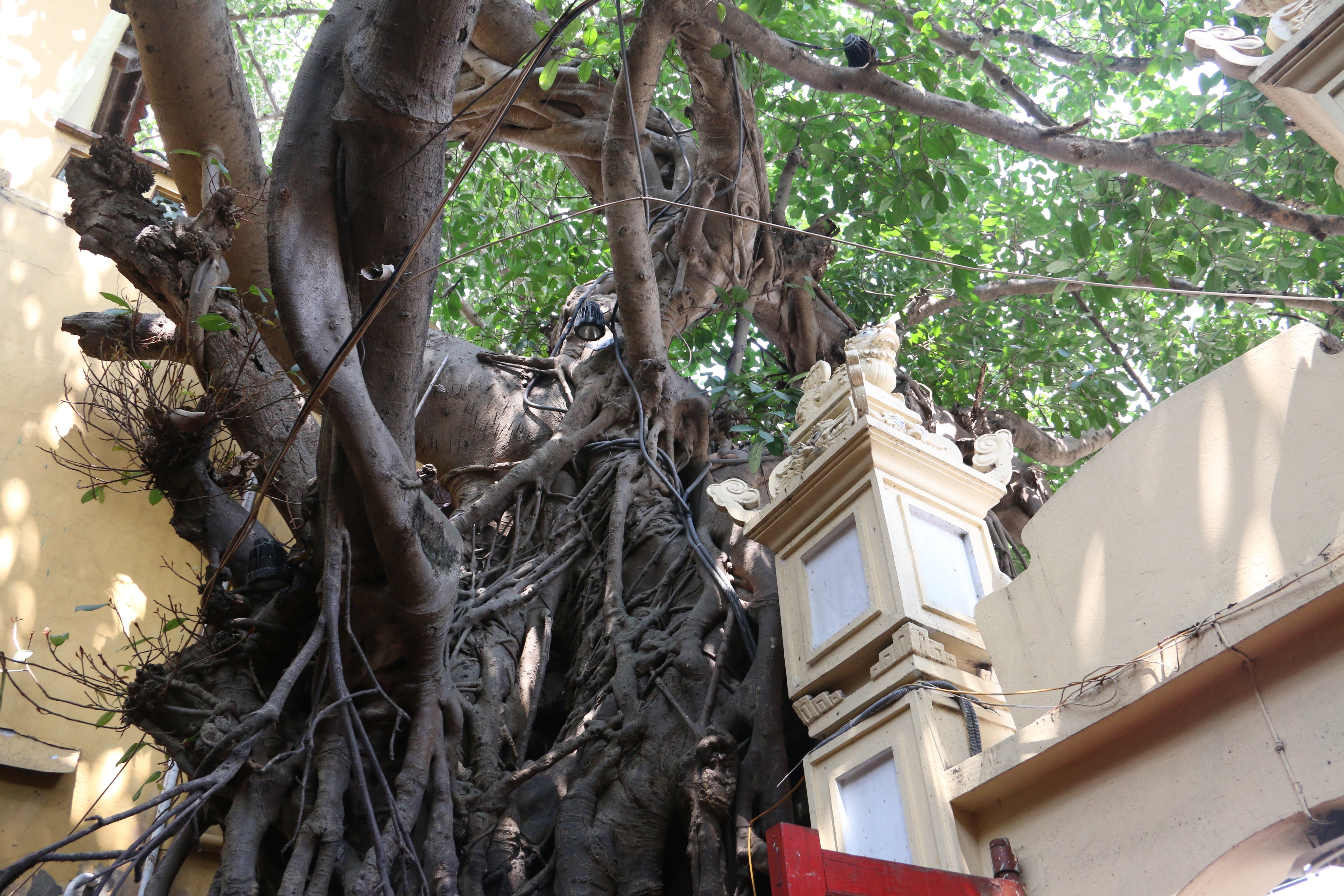 Kỳ lạ cây đa trăm tuổi với bộ rễ “khổng lồ”, chuyển màu trắng mỗi khi trời mưa ở Hà Nội - 4
